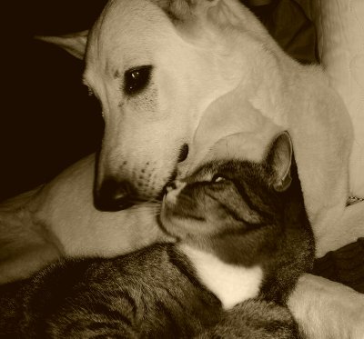 Hund und Katze in vertrauensvoller Nähe